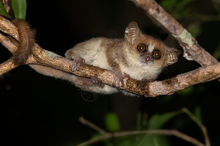 一只小老鼠狐猴在树枝上 晚上拍摄动物学动物群丛林哺乳动物濒危野生动物旅行情调森林老鼠图片