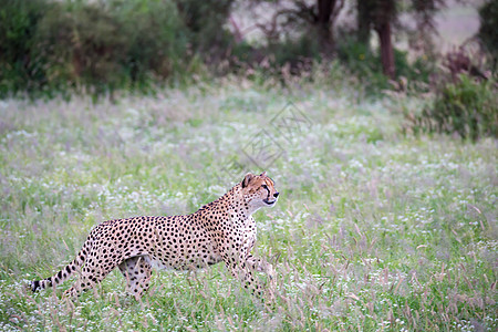 国家公园草原上的Cheetah野生动物尾巴斑点游戏马赛速度国家食肉猎人大草原图片