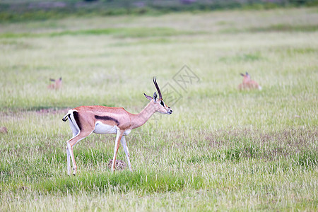 加泽勒草原草原上的草地白色国家荒野马拉野生动物牛角食草衬套动物棕色图片
