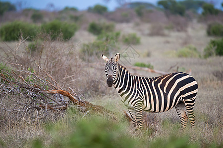 一只斑马站在树丛之间看望着动物动物群野生动物游戏草原国家哺乳动物旅行大草原公园图片