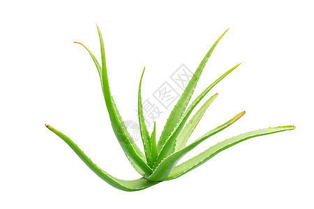 Aloe Vera被白背景孤立草本植物医疗绿色肉质叶子植物学果汁白色治疗生长图片