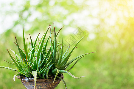 介于 aloe vera 干部的一组康复植物化妆品植物学宏观治疗美丽温泉护理房子图片