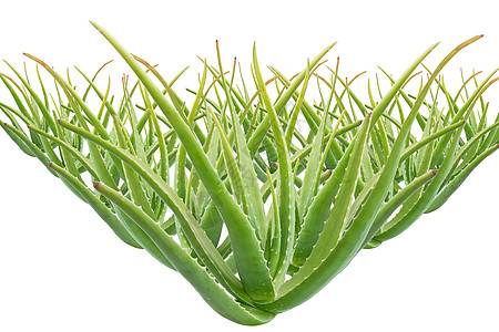 介于 aloe vera 干部的一组康复药品房子美丽植物治疗护理宏观生长皮肤背景图片