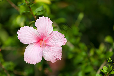 本地异国花朵非常彩色美丽赤道植物情调植物群火焰橙子花园天堂热带丛林图片