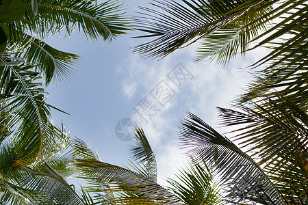 蓝色的天空 有棕榈叶和云彩图片