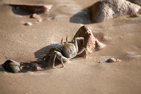 螃蟹在沙滩上奔跑 潮湿的沙沙图片