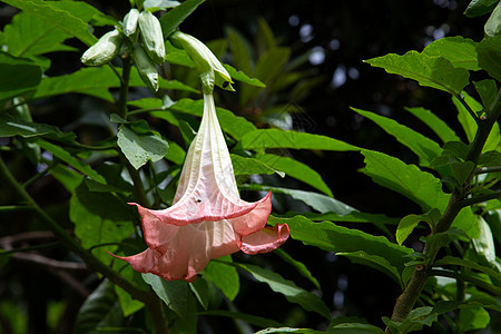 马达加斯加岛的外表鲜花旅行植物学植物群热带花束叶子情调丛林花园异国图片