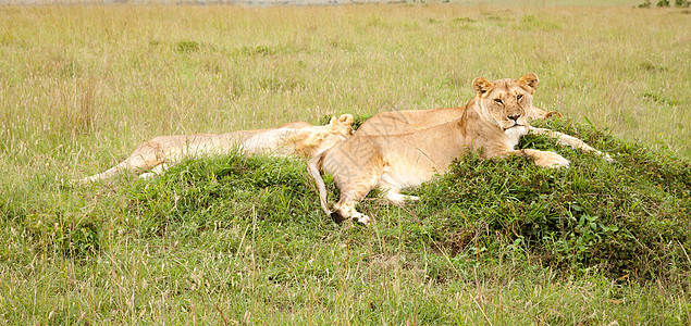 狮子家庭住在山上哺乳动物动物食肉捕食者马赛幼崽幼兽野生动物猎人母狮图片