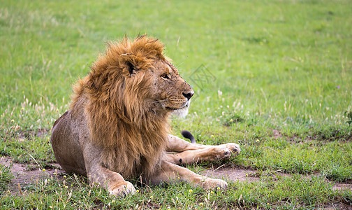 肯尼亚热带草原的草地上 藏着一头大狮子标识男性家庭毛皮马赛国王丛林说谎动物荒野图片