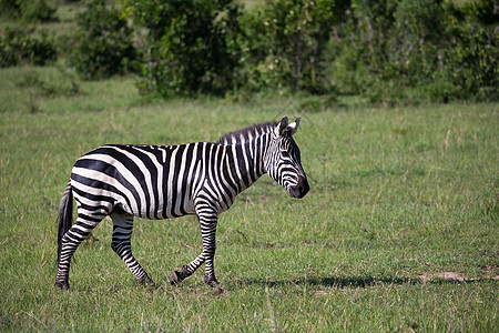 肯尼亚稀树草原中部的斑马旅行公园动物马拉荒野食草动物群马属哺乳动物游戏图片