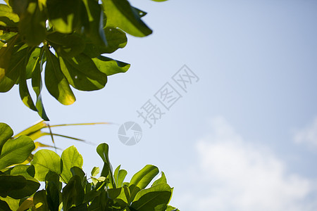 蓝色天空 有来自植物的云和叶子 马尔代夫图片