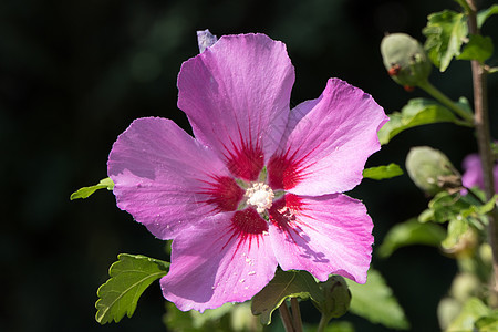 一朵美丽的粉红色花朵 环绕着绿树枝植物学衬套异国花瓣花园天堂月季情调叶子植物图片