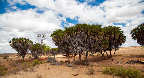 肯尼亚稀树草原的风景中 有很多树木图片