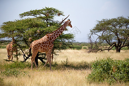 索马里的两只长颈鹿吃阿卡西亚树叶荒野脖子公园植被食草动物群游戏旅行旅游衬套图片