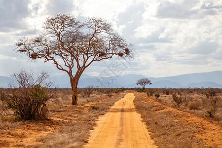 路边树 红土 远处的山丘 肯尼亚图片