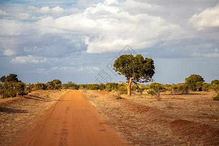 红土路 树边的树木 肯尼亚风景图片