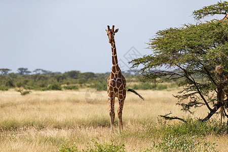 肯尼亚热带草原的长颈雀和树丛中有许多树木和灌木公园旅行动物衬套大草原马赛草原食草天空哺乳动物图片