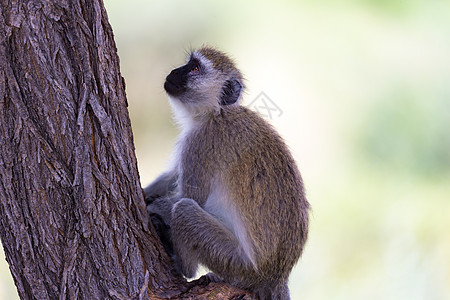 一只黑脸猴子坐在树上长尾丛林游戏野生动物眼睛公园乐趣森林保护区灵长类图片