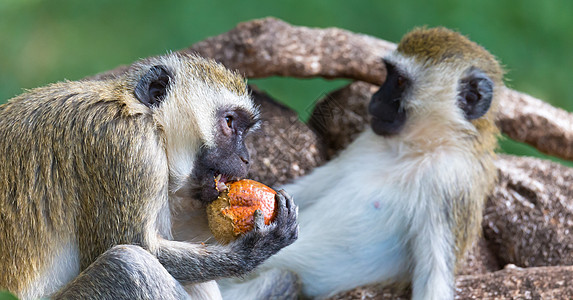 猴子在草地上吃水果木头森林食物婴儿野生动物旅行哺乳动物丛林毛皮动物背景图片