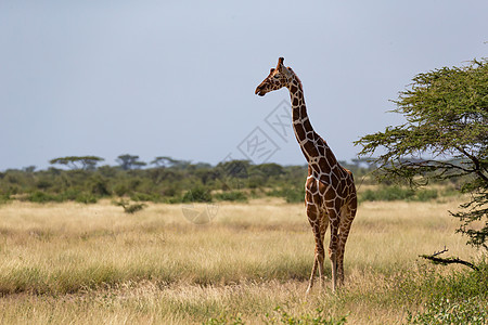 肯尼亚热带草原的长颈雀和树丛中有许多树木和灌木食草马赛公园旅行大草原草原哺乳动物天空衬套旅游图片
