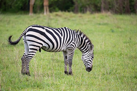 肯尼亚稀树草原中部的斑马野生动物冒险条纹马属动物群大草原哺乳动物马拉国家动物图片