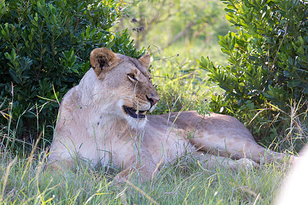 一只躺在草地和打哈欠的母狮游戏休息野生动物食肉豹属狮子哺乳动物环境眼睛女性图片