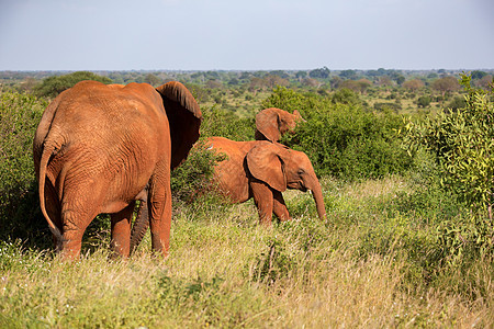 红象家族在灌木丛之间走来走去濒危公园婴儿荒野动物环境大草原游戏哺乳动物旅行图片