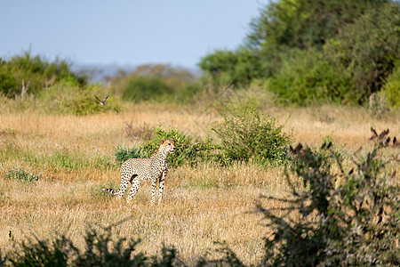 肯尼亚稀树草原草原上的Cheetah毛皮野生动物荒野捕食者马赛国家食肉动物旅游大草原图片