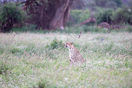 国家公园草原上的Cheetah速度动物马赛食肉尾巴大草原濒危国家马拉公园图片