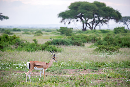 在肯尼亚草原的Thomsons瞪羚 有很多植物食草旅游荒野动物哺乳动物优美野生动物大草原男性国家图片