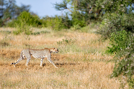 肯尼亚稀树草原草原上的Cheetah国家食肉野生动物哺乳动物公园荒野马赛捕食者旅游动物图片
