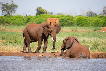 肯尼亚稀树草原水坑上的红大象公园动物旅游家庭游戏大草原食草獠牙树干野生动物图片