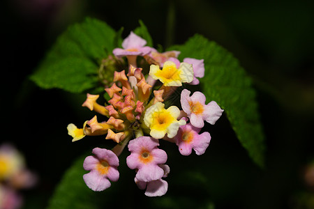 马达加斯加岛的外表鲜花叶子植物学植物热带花园花束公园生长情调植物群图片