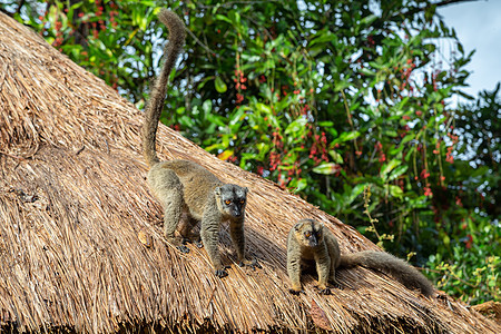 楼顶上被吊在屋顶上的狐猴荒野榆树旅行哺乳动物野生动物丛林森林动物目的地国家图片