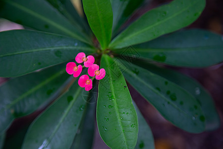 在马达加斯岛紧贴的多彩植物和鲜花花园生长叶子季节公园植物学紫色树叶环境场景图片