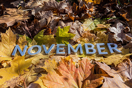 十一月这个词在黄色的秋天落叶上铺着金属字母  有选择地聚焦特写地面情绪金子季节性白色多样性树叶日历调色板问候语图片