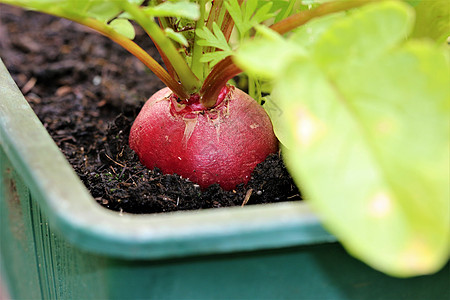 在阳台上的红色萝卜盒里园艺黑色生长食物绿色蔬菜地球收成阳台箱植物图片