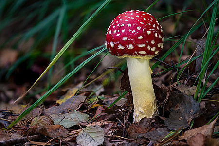 塔达托木薯真菌蘑菇 在多彩的秋天森林中季节游戏叶子苔藓毒蝇公园植物草地菌类生物学图片