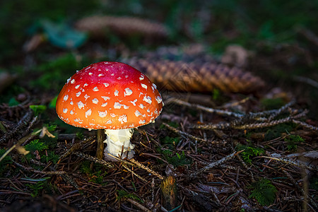 塔达托木薯真菌蘑菇 在多彩的秋天森林中毒蝇生物学苔藓危险宏观菌类植物叶子游戏公园图片