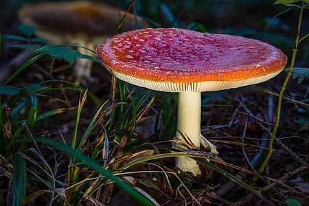 塔达托木薯真菌蘑菇 在多彩的秋天森林中危险菌类地面游戏植物生物学公园宏观草地苔藓图片