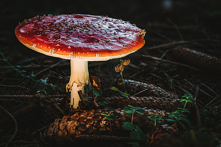 塔达托木薯真菌蘑菇 在多彩的秋天森林中生物学苔藓植物宏观公园季节危险草地叶子毒蝇图片