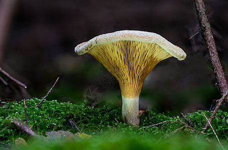 在色彩多彩的秋天森林中 菌类蘑菇图片