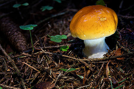 黄色粘土树脂头真菌蘑菇 在多彩的秋天森林中菌目食物菌类粘液质植物苔藓宏观木头紫丁香荒野图片