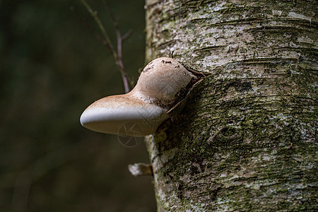 富色彩多彩的秋天森林中的蘑菇香草多孔仿生野生动物植被栖息地环境宏观害虫寄生虫菌丝体图片