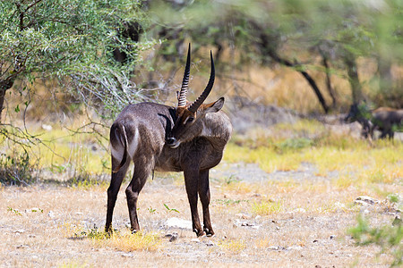 肯尼亚稀树草原中间的羚羊衬套哺乳动物食草牛角国家荒野草原公园野生动物旅游图片
