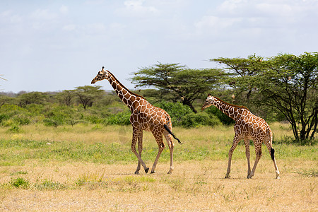 草地上长颈鹿步行鹿豹高清图片
