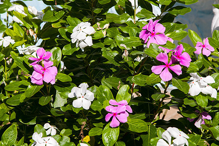 美丽的奇异花朵和白色花朵 在一片绿色的灌木丛中图片