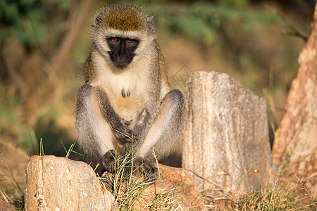 猴子坐着看周围卷尾森林荒野尾巴灵长类头发动物食物野生动物热带图片
