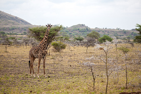 Giraffe站立 肯尼亚在远足图片