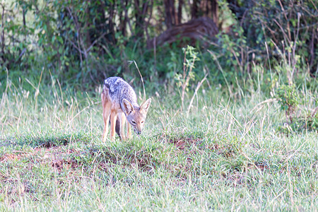 一个小胡狼站在草的刀刃之间丛林清道夫国家捕食者公园猎人森林毛皮旅行草原图片